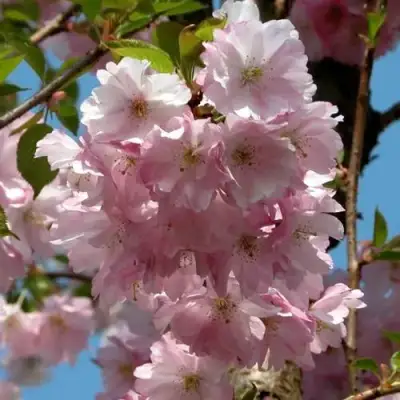 Вишня АККОЛЕЙД цветущая в Слуцке