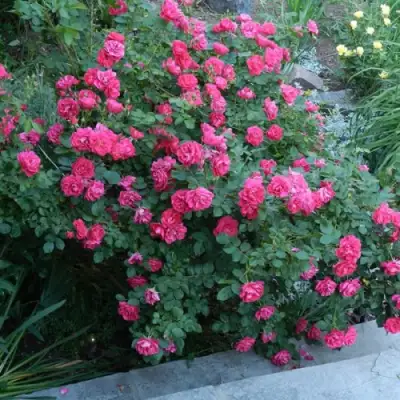 Роза ДЖОРДЖ ВАНКУВЕР флорибунда в Слуцке