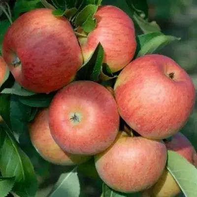 Яблоня ТОПАЗ в Слуцке