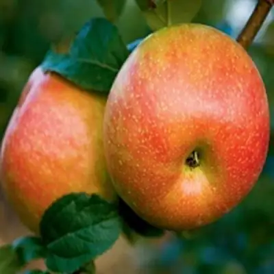 Яблоня ПЕРСИКОВАЯ в Слуцке