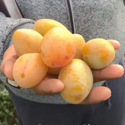 Слива ЯХОНТОВАЯ в Слуцке