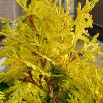 Туя ЕВРОПА ГОЛД западная в Слуцке