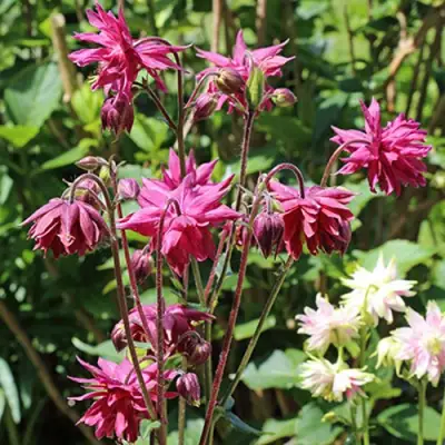 Аквилегия БАРЛОУ БОРДО обыкновенная в Слуцке