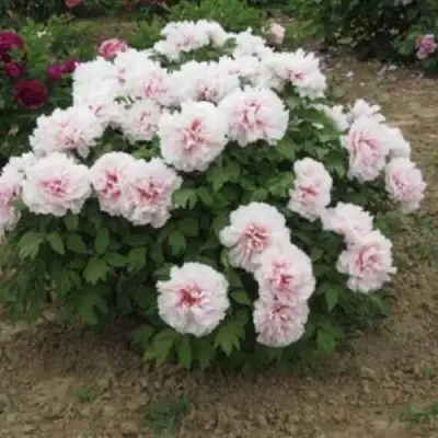 Пион ПЕРСИК ПОД СНЕГОМ древовидный в Слуцке