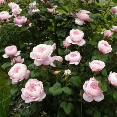 Роза КУИН ОФ СУИДЕН (КОРОЛЕВА ШВЕЦИИ) английская в Слуцке