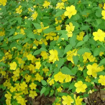 Керрия японская ГОЛДЕН ГИНЕЯ в Слуцке