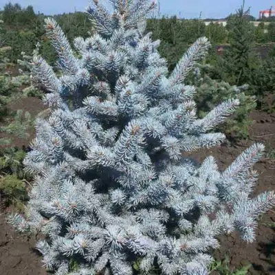 Ель МИСТИ БЛЮ голубая в Слуцке