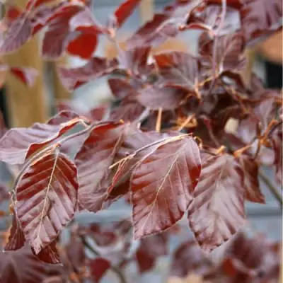 Бук лесной АТРОПУНИЦЕА в Слуцке