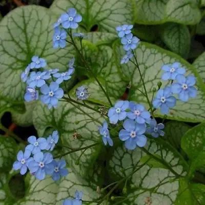 Бруннера ДЖЭК ФРОСТ в Слуцке