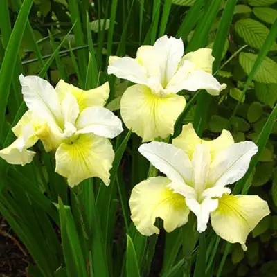 Ирис ЙЕЛЛОУ ТЕЙЛ сибирский в Слуцке