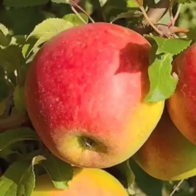 Яблоня САКАВИТА в Слуцке