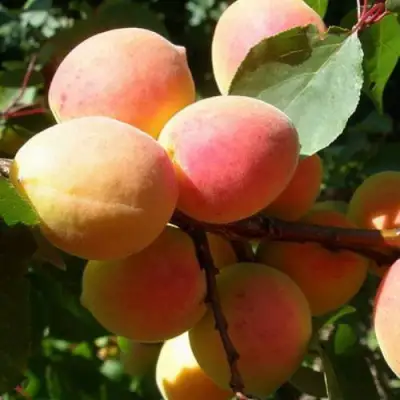 Абрикос СЮРПРИЗ в Слуцке