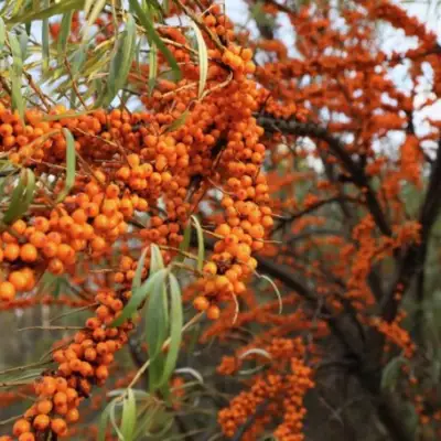 Облепиха СЕРАФИМА в Слуцке