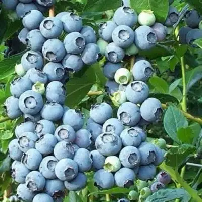 Голубика НОРТЛАНД в Слуцке