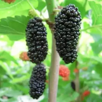 Шелковица ГАЛИЦИЯ в Слуцке