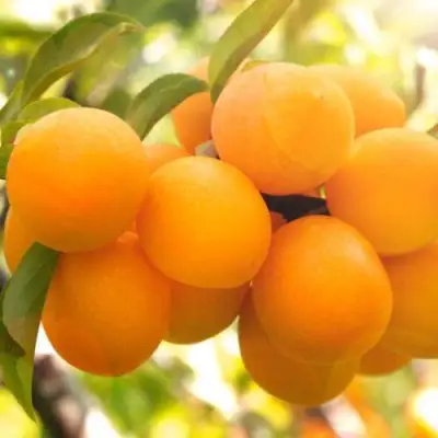 Слива МАРА в Слуцке