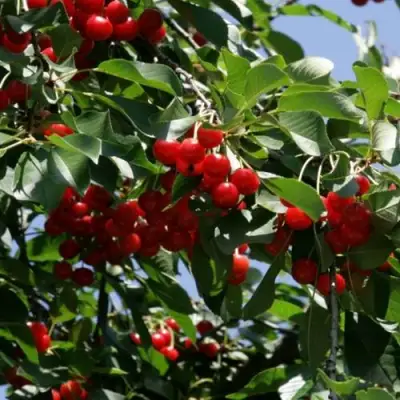 Вишня БРУСНИЦЫНА степная в Слуцке