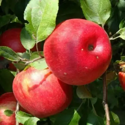 Яблоня ВАЛЕРИЯ в Слуцке