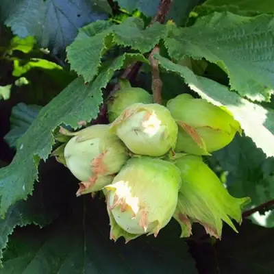 Фундук ТАМБОВСКИЙ РАННИЙ в Слуцке