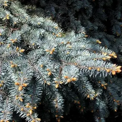 Ель НАНА сизая в Слуцке