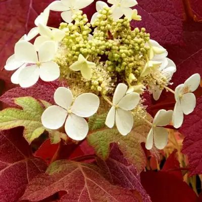 гортензия дуболистная бургунди