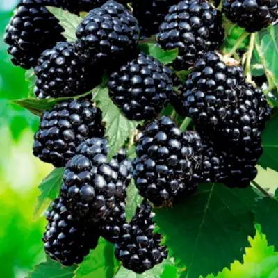 Ежевика ЛОХТЕЙ бесшипная в Слуцке