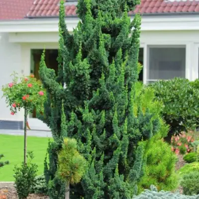 Кипарисовик ВИСЕЛЛИ лавсона в Слуцке