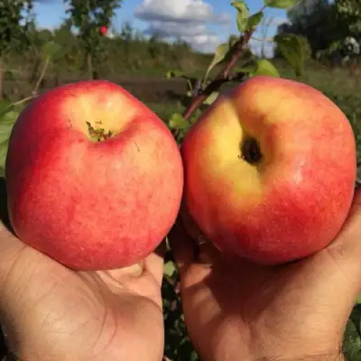 Яблоня КОВРОВОЕ стелющаяся в Слуцке