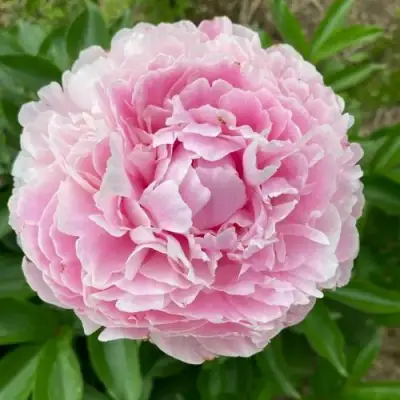 Пион КАТРИН ФОНТЕЙН травянистый в Слуцке