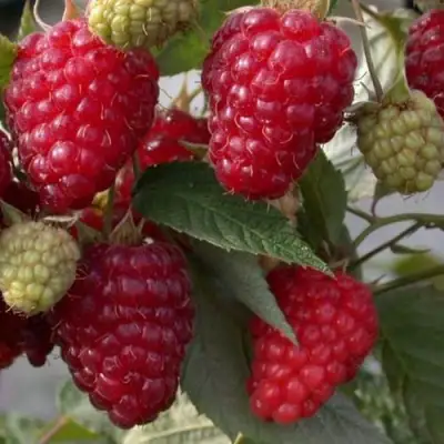 Малина ЭЛЕГАНТНАЯ в Слуцке