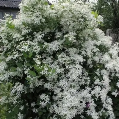 Клематис МАНЬЧЖУРСКИЙ в Слуцке