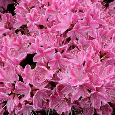 Азалия КЕРМЕСИНА РОУЗ японская в Слуцке