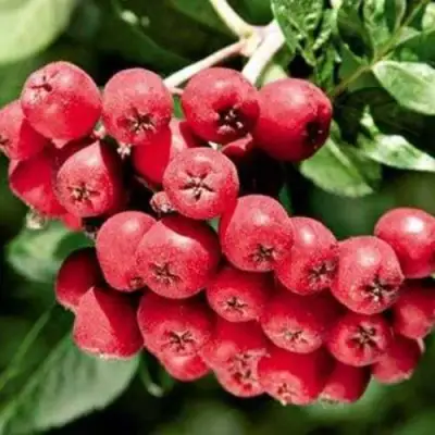 Рябина МОРАВСКАЯ сладкоплодная в Слуцке