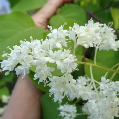 Сирень АМУРСКАЯ в Слуцке