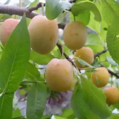 Слива УТРО в Слуцке