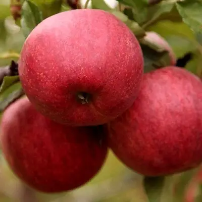 Яблоня ГАЛА ШНИГА в Слуцке