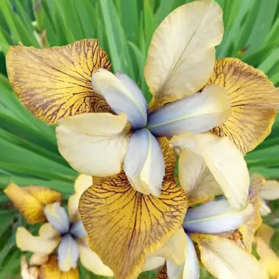 Ирис ФЛАЙИНГ ФИДДЛЗ сибирский в Слуцке