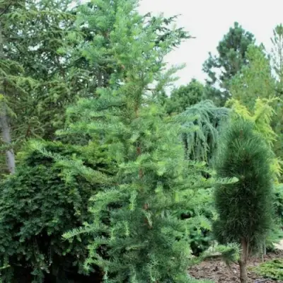 Лиственница КЕМПФЕРА в Слуцке