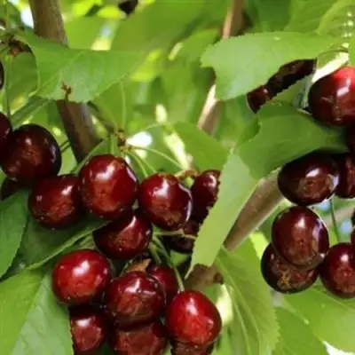 Черешня ИПУТЬ в Слуцке