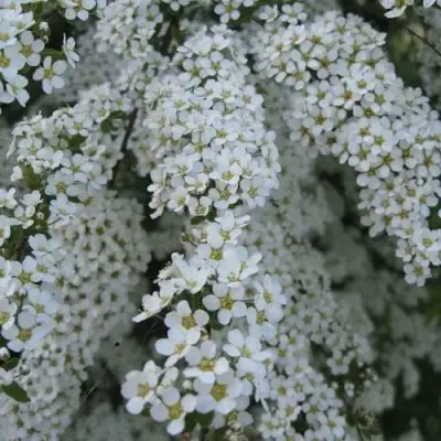 Спирея АРГУТА в Слуцке