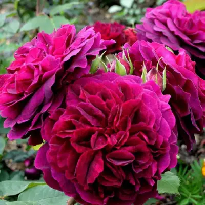 Роза МАНСТЕД ВУД английская в Слуцке