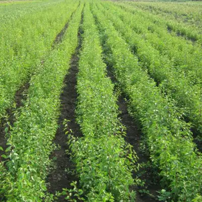 Подвой сливы ДИКАЯ АЛЫЧА в Слуцке