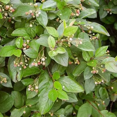 Кизильник блестящий в Слуцке