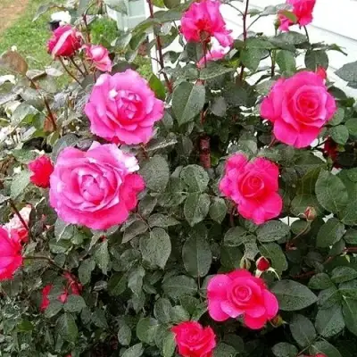 Роза МАЛИНОВЫЙ ЗВОН чайно-гибридная в Слуцке