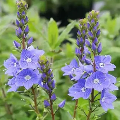 Вероника РОЯЛ БЛЮ большая в Слуцке