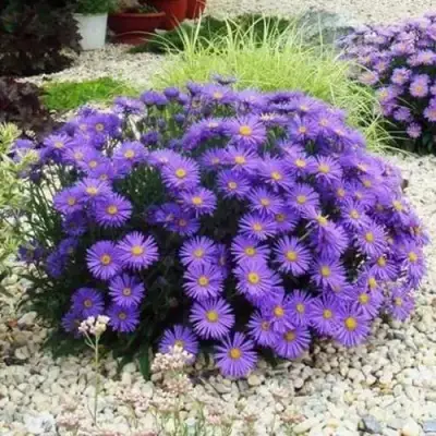 Астра ЛЕДИ ИН БЛЮ в Слуцке