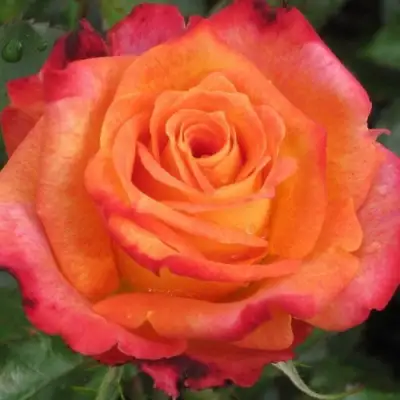 Роза ВАУ чайно-гибридная в Слуцке