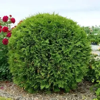 Туя ВУДВАРДИ западная в Слуцке