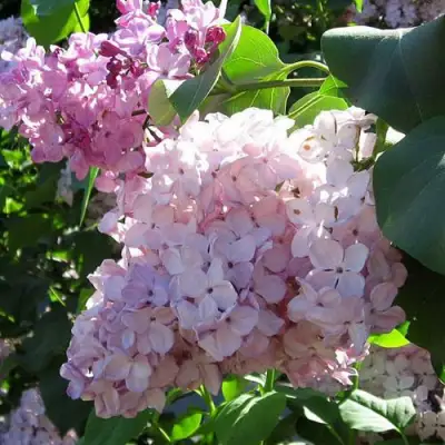 Сирень ГОРТЕНЗИЯ в Слуцке