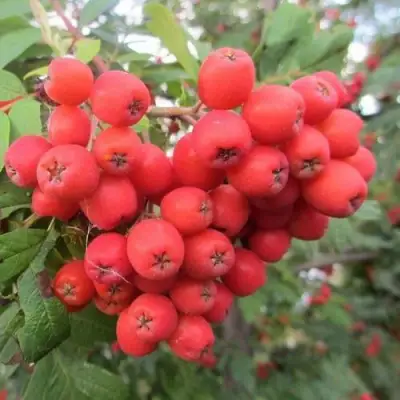 Рябина НЕВЕЖИНСКАЯ сладкоплодная в Слуцке